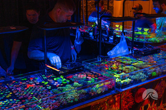 DIY Fish Tank Maintenance Checklist: Expert Tips for a Healthy Aquarium