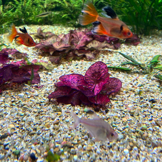 Building a Vibrant Marine Livestock Aquarium: Selecting the Right Livestock for Your Reef