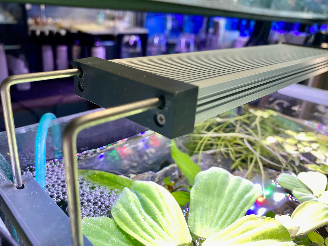 Custom Fish Tank Installation: Seamless Setup for Any Space