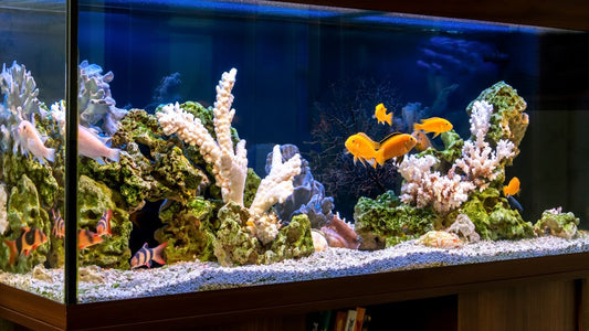 Transform Your Space with Expert Aquarium Installation Service: What You Need to Know