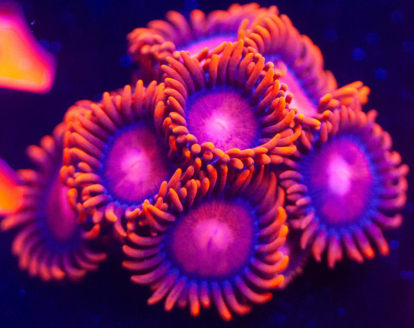 Corals for Sale