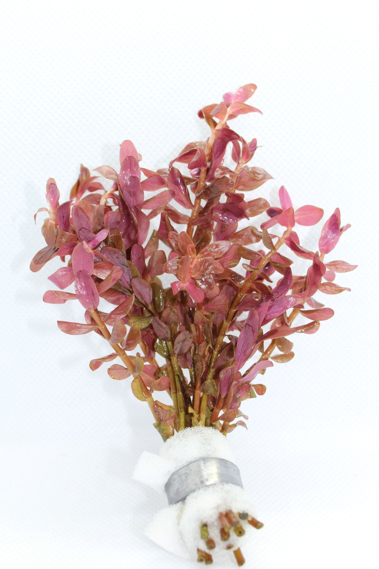 Freshwater Aquarium Plants for Sale