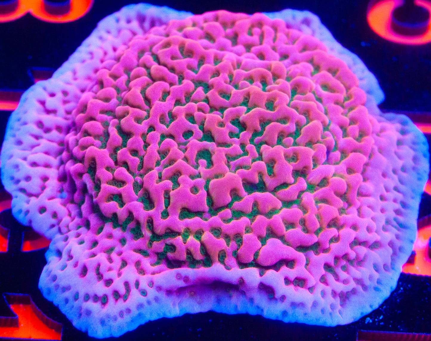 RR Tropic Thunder Montipora