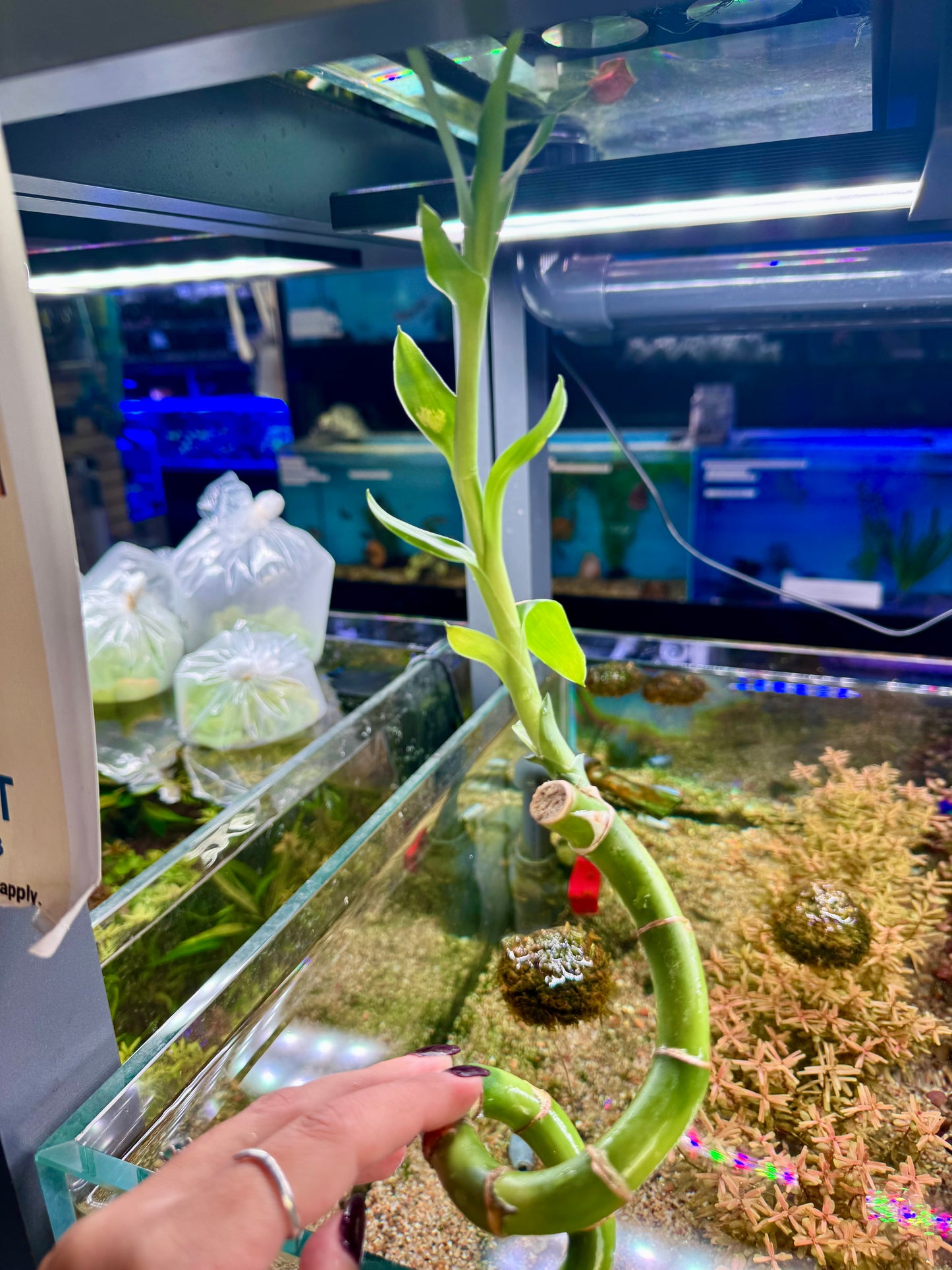 Lucky Bamboo Twists (Dracaena sanderiana)