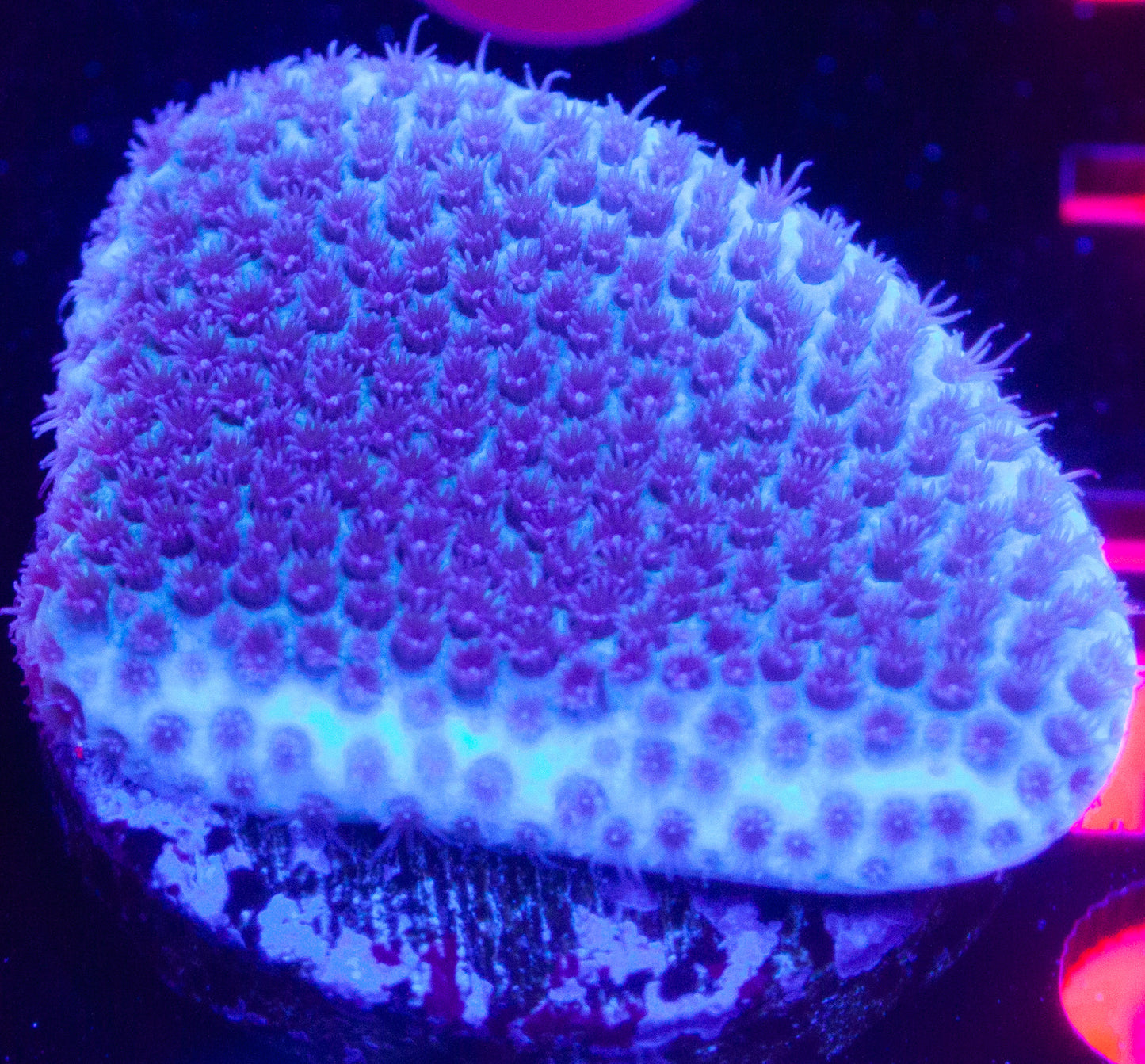 Sand Dollar Montipora