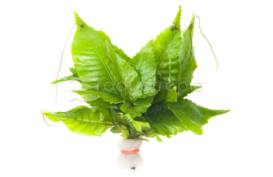 Asian Bolbitus fern