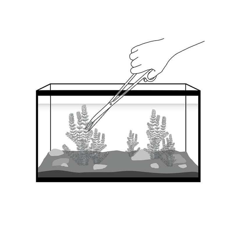 Fluval Curved Scissors