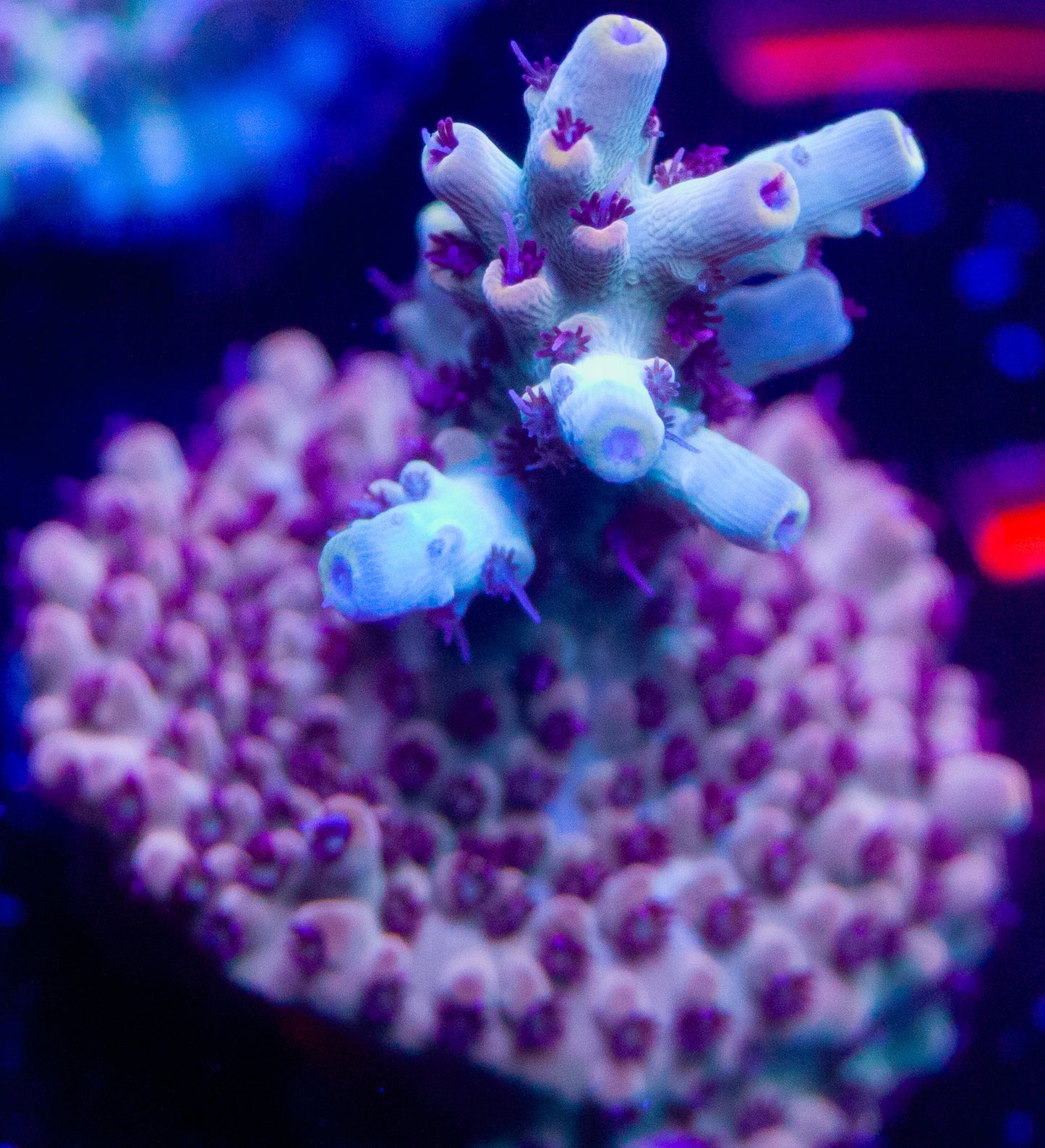 AOA Apache Rose Acro