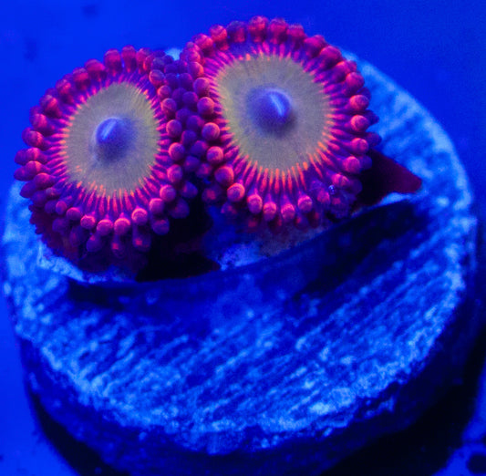 Candy Apple Zoanthids
