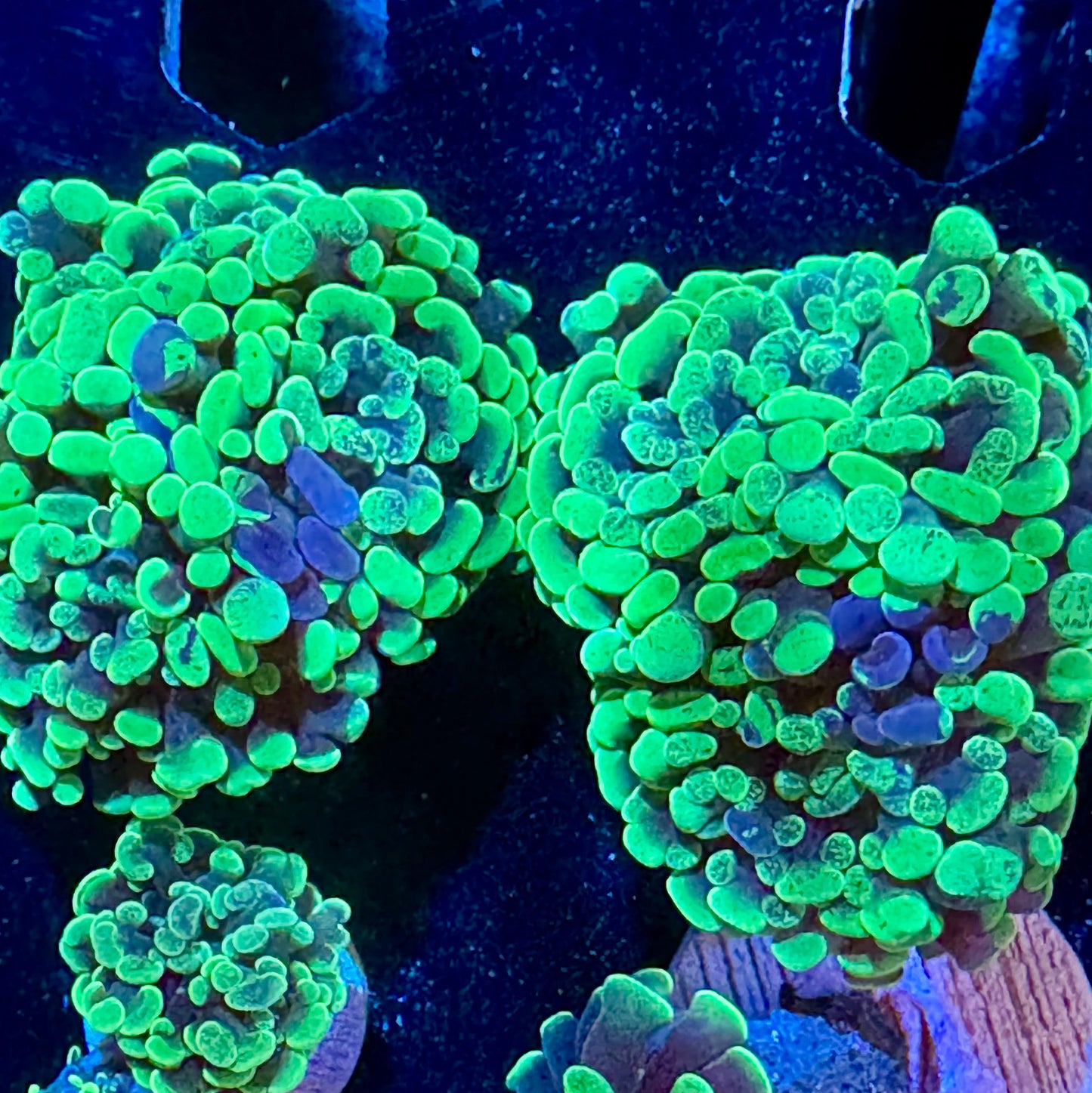 Small Hammer Frags