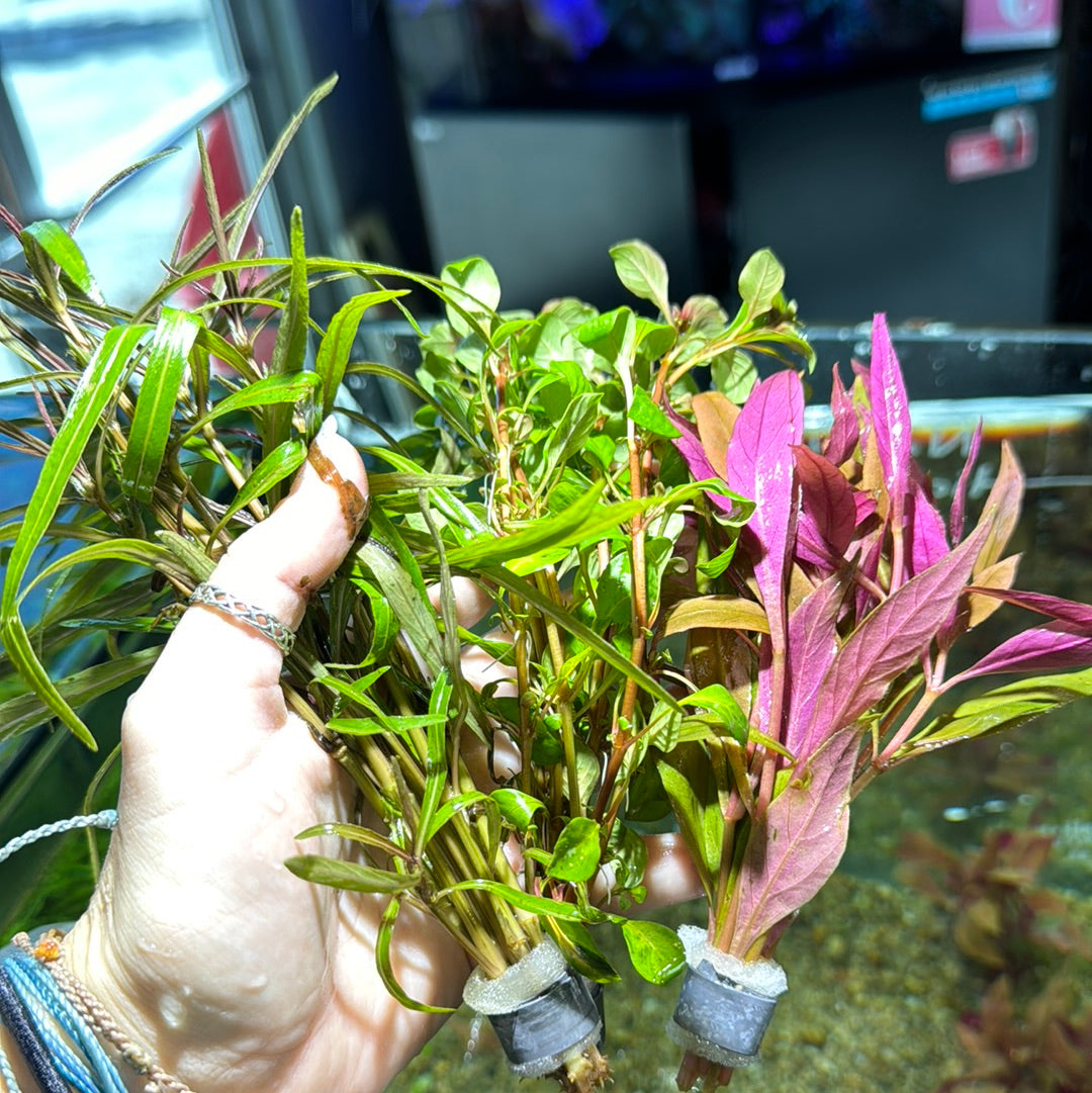 Assorted Stem Plant Mystery Pack