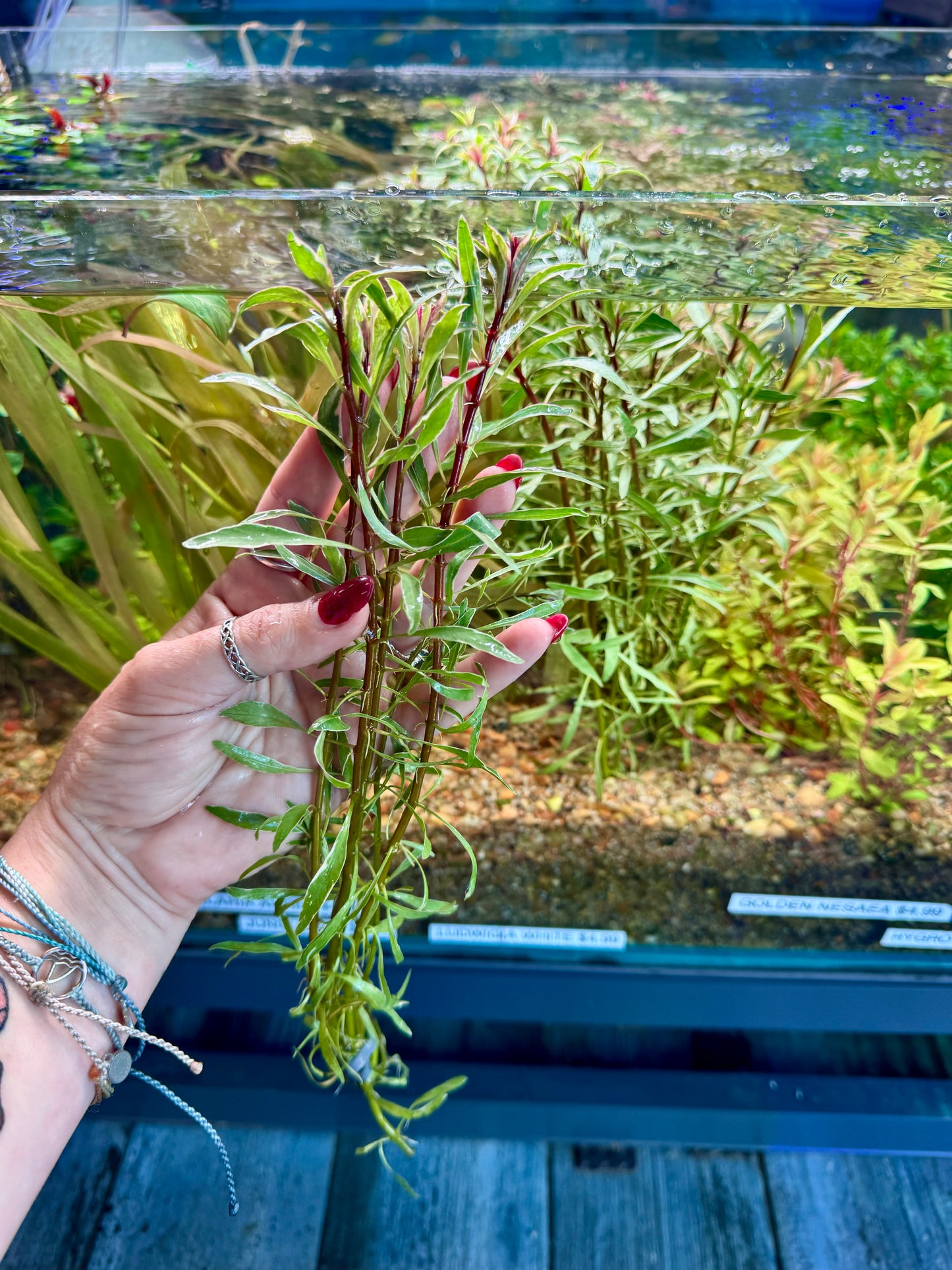 Rare! Ludwigia Inclinata (White/Pink)