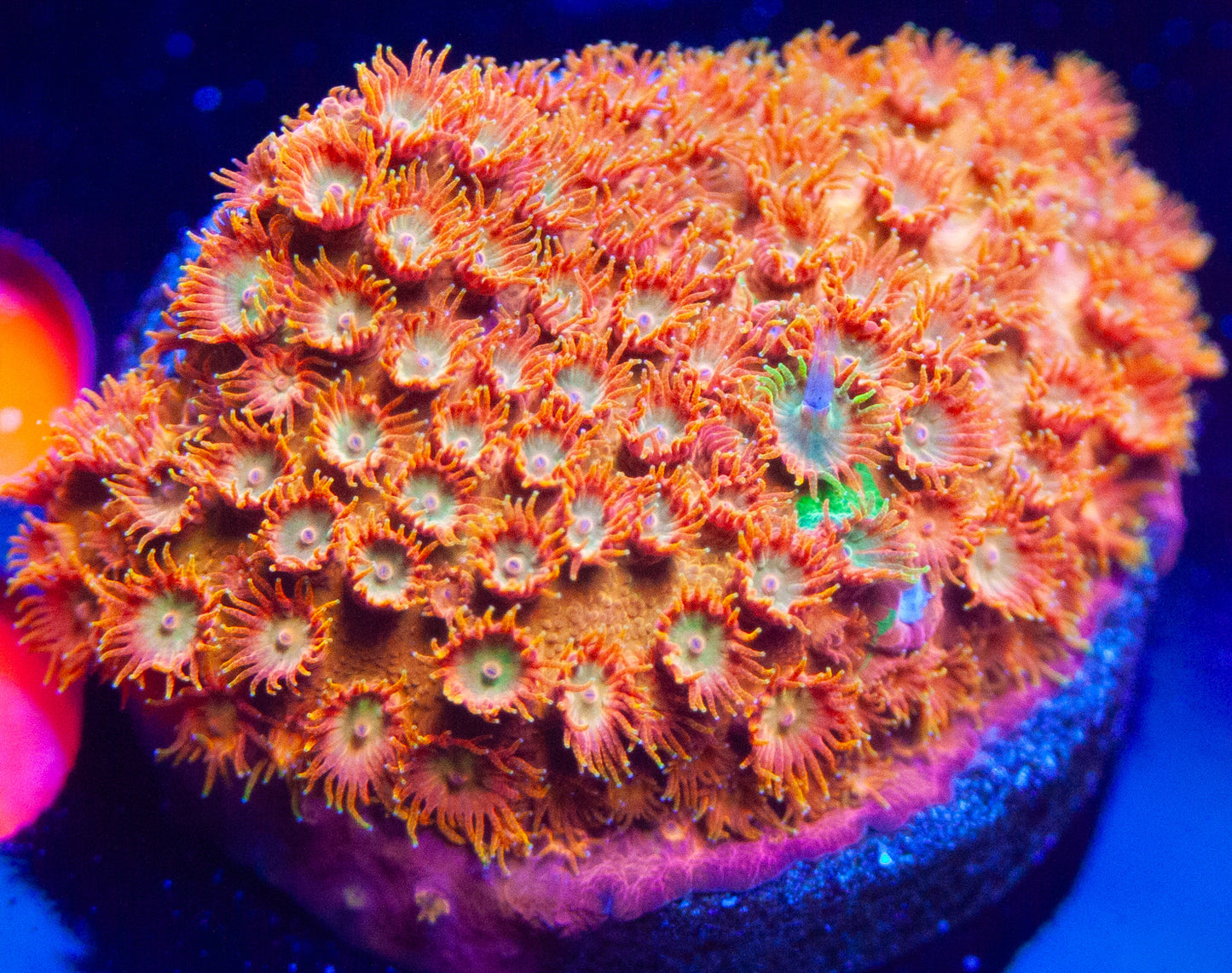 AOA Grafted Cyphastrea