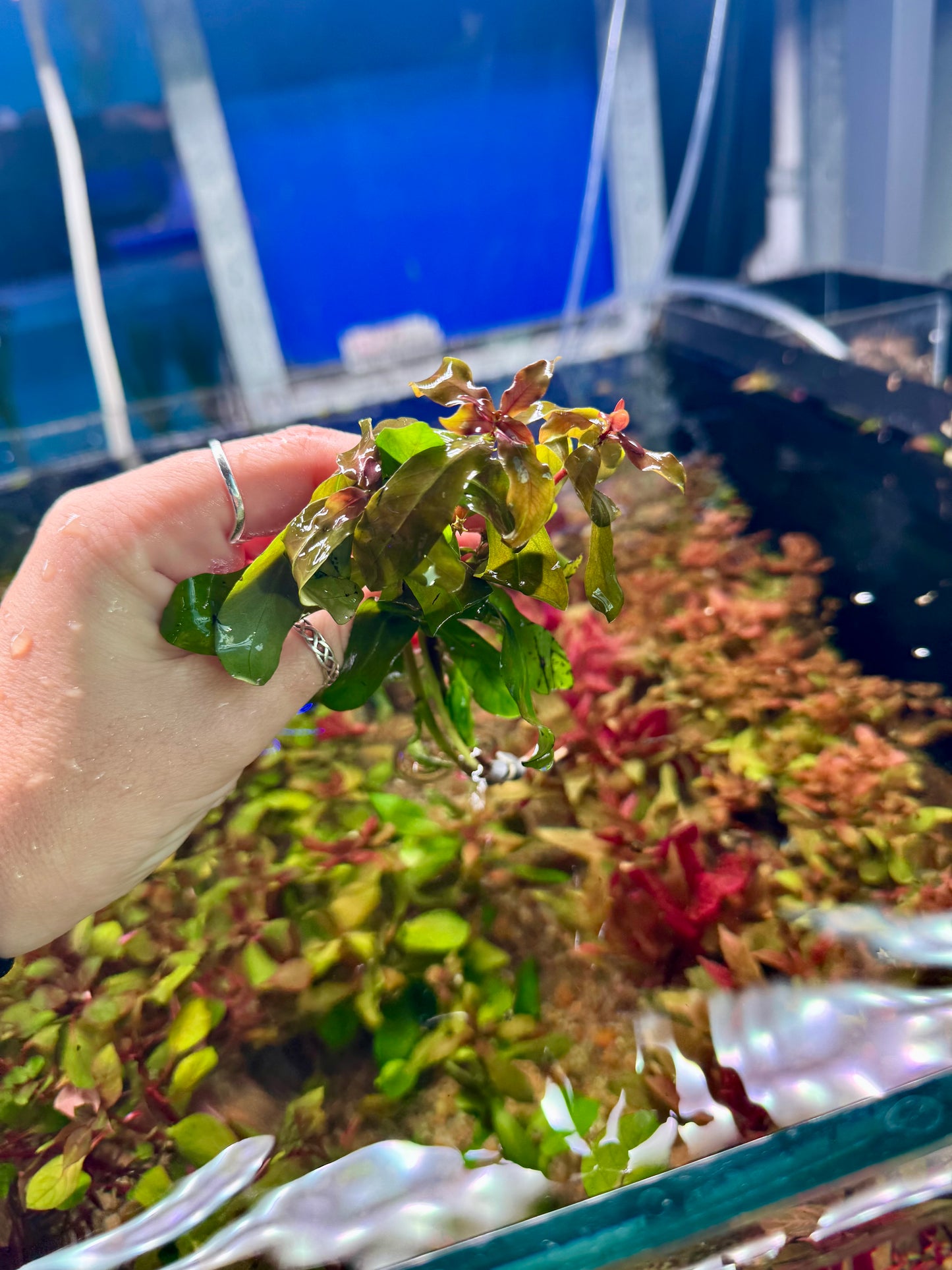 Ammania Senegalansis (Copper Leaf Ammania)