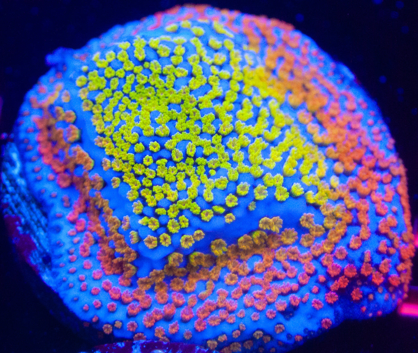 Rainbow Montipora