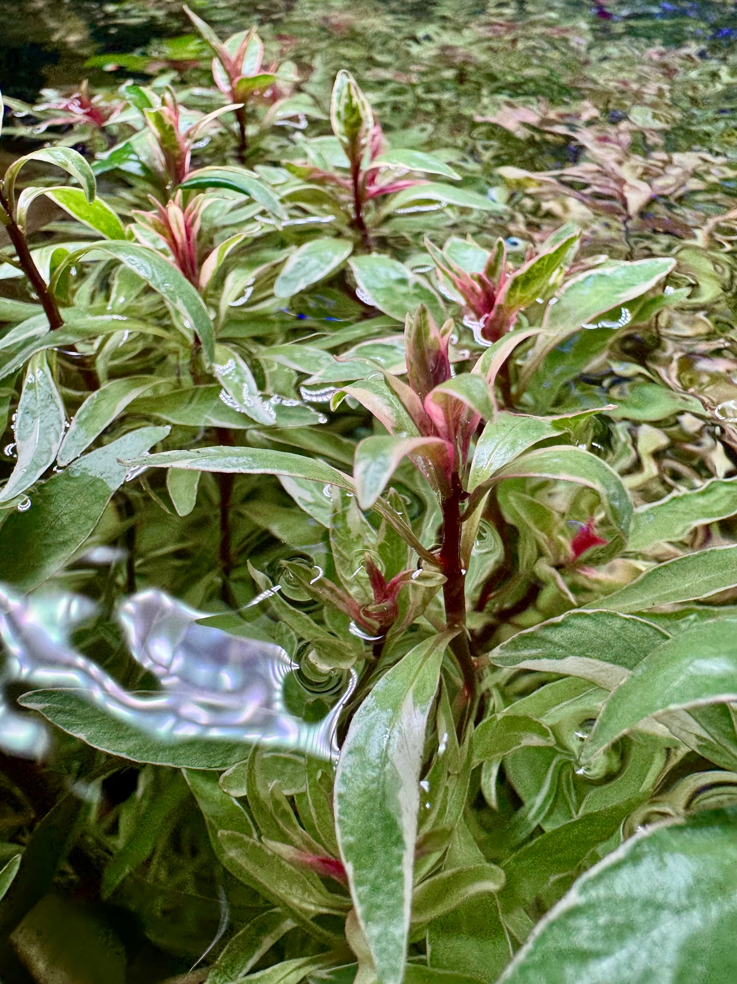 Rare! Ludwigia Inclinata (White/Pink)