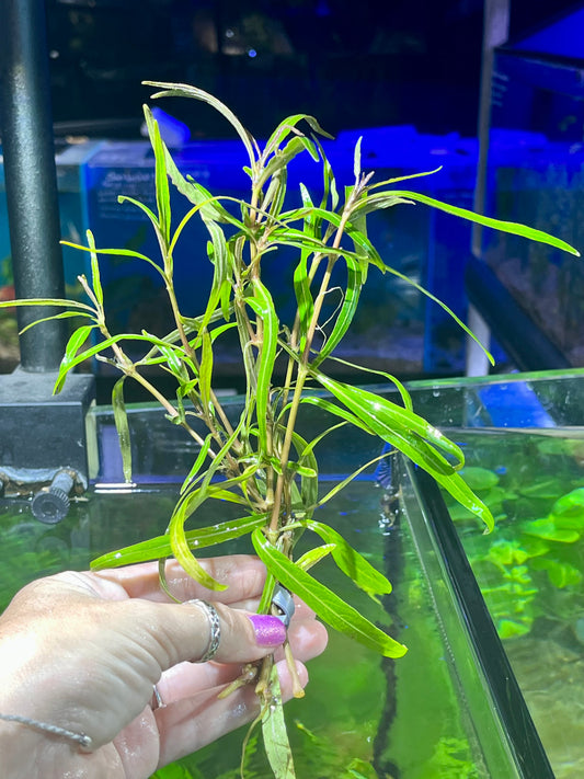 Hygrophylia araguaia