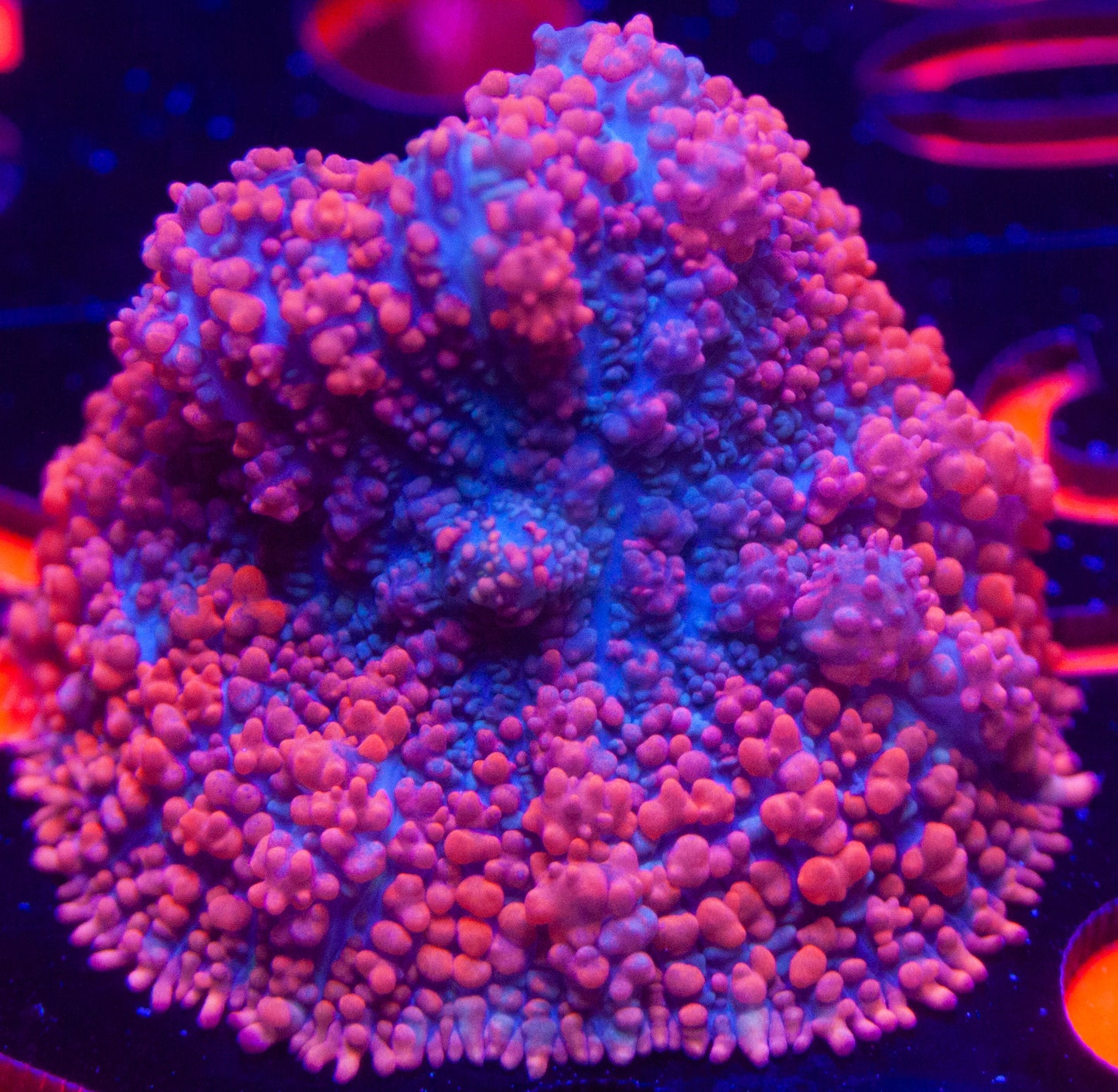 Raunchy Red Bounce Mushroom