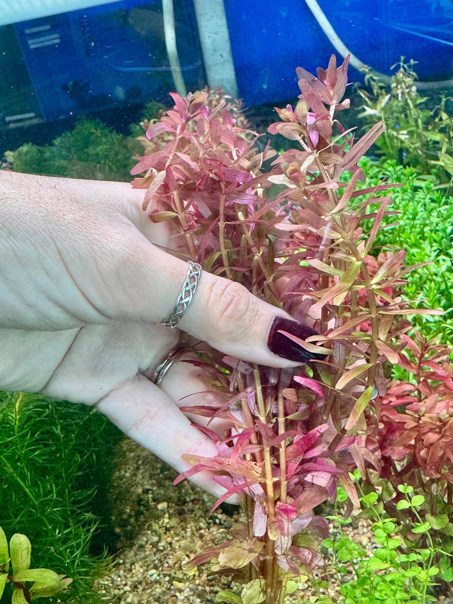 Rotala Rotundifolia (var. Orange Juice)