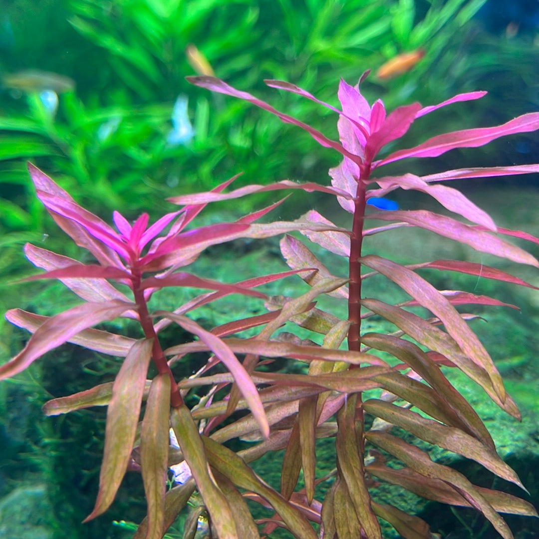 Red Plant pack