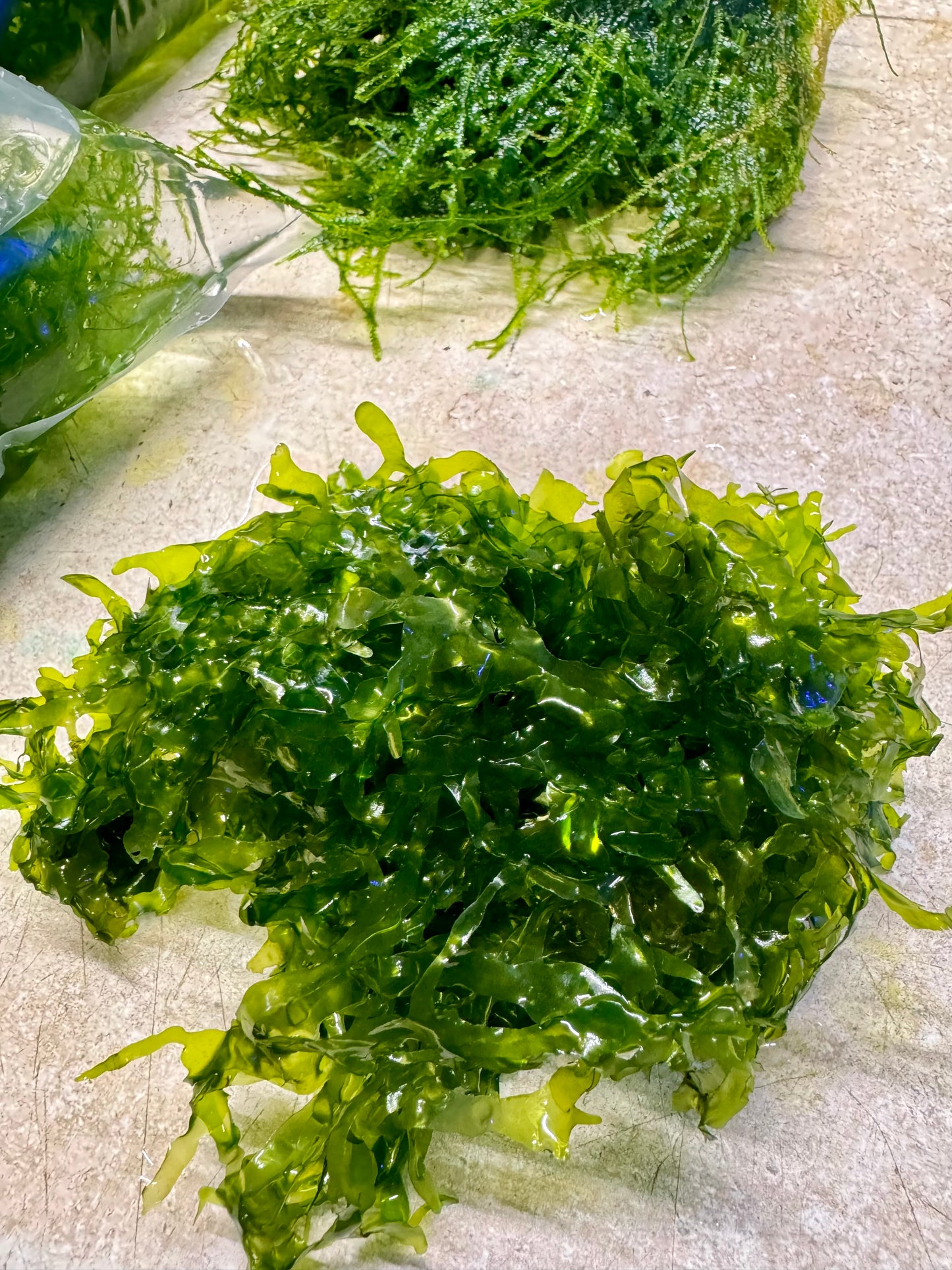 Subwassertang portion