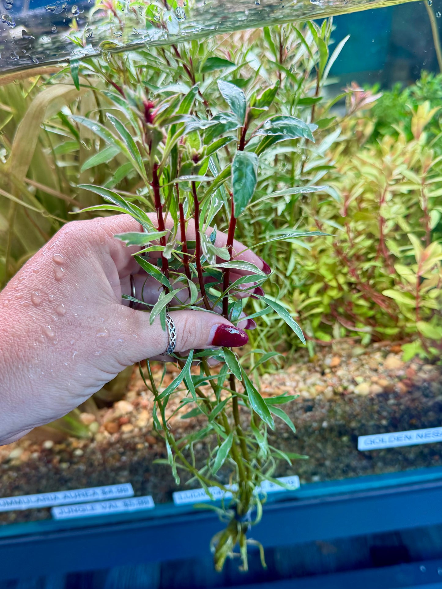 Rare! Ludwigia Inclinata (White/Pink)