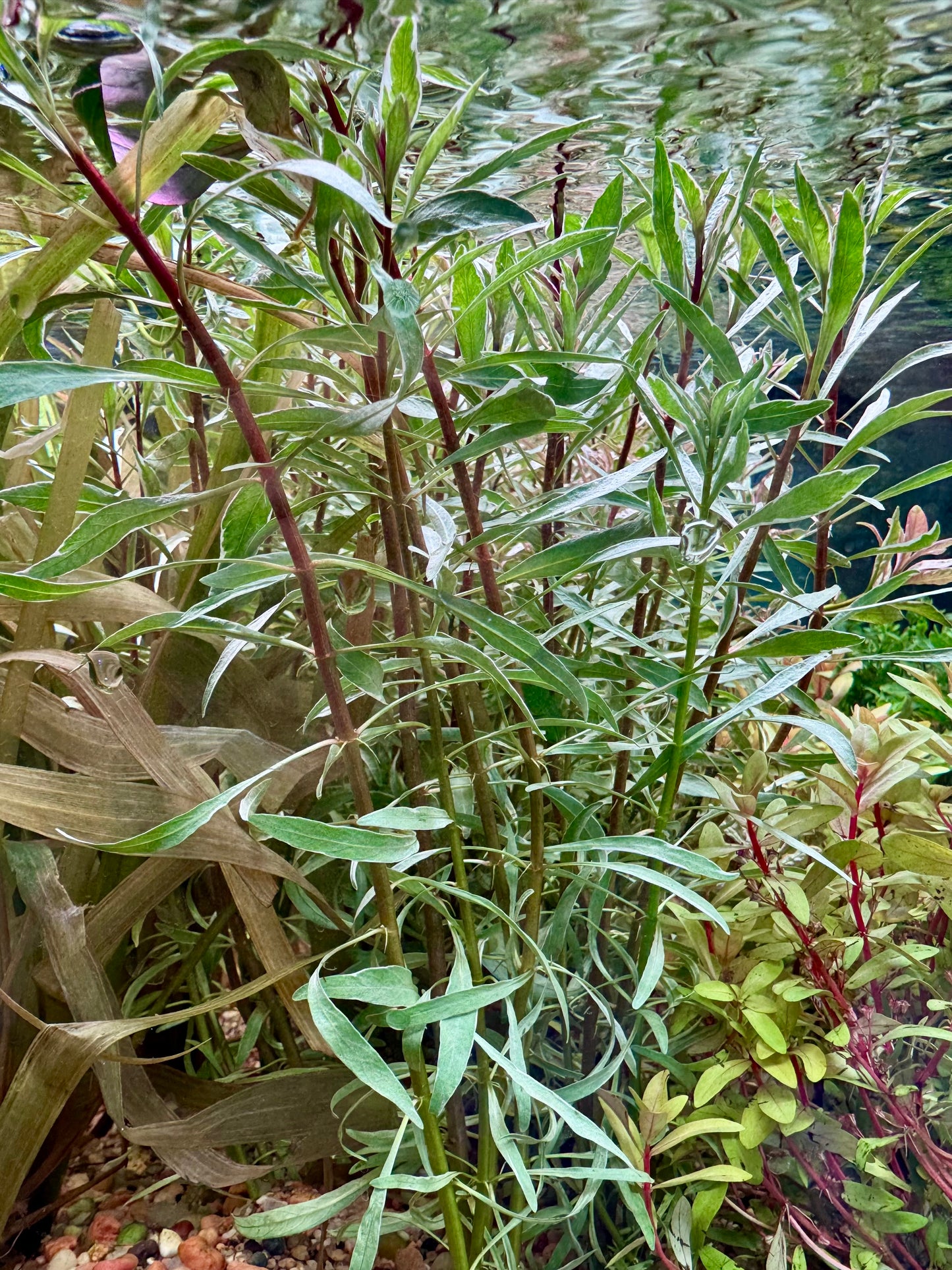 Rare! Ludwigia Inclinata (White/Pink)
