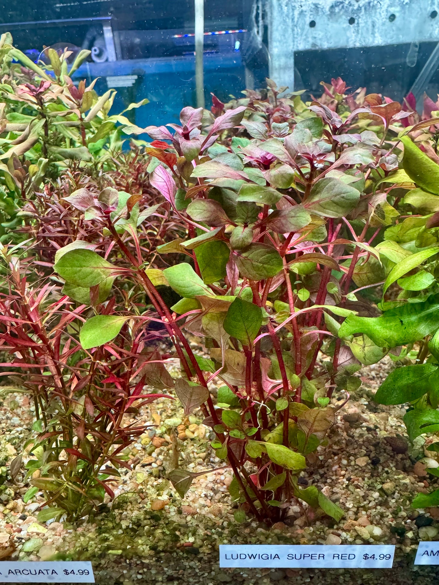 Ludwigia Natans (Super Red)