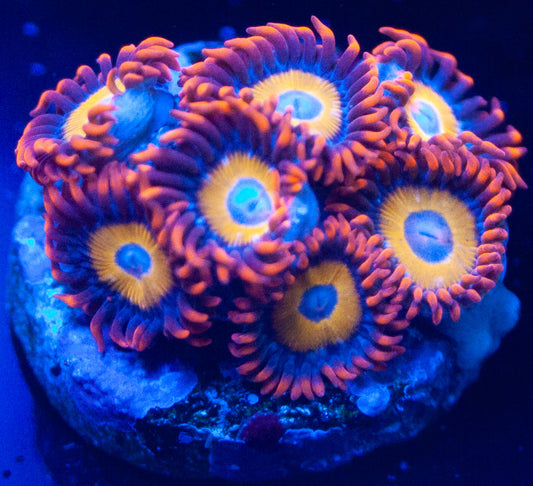 Blondies Zoanthids
