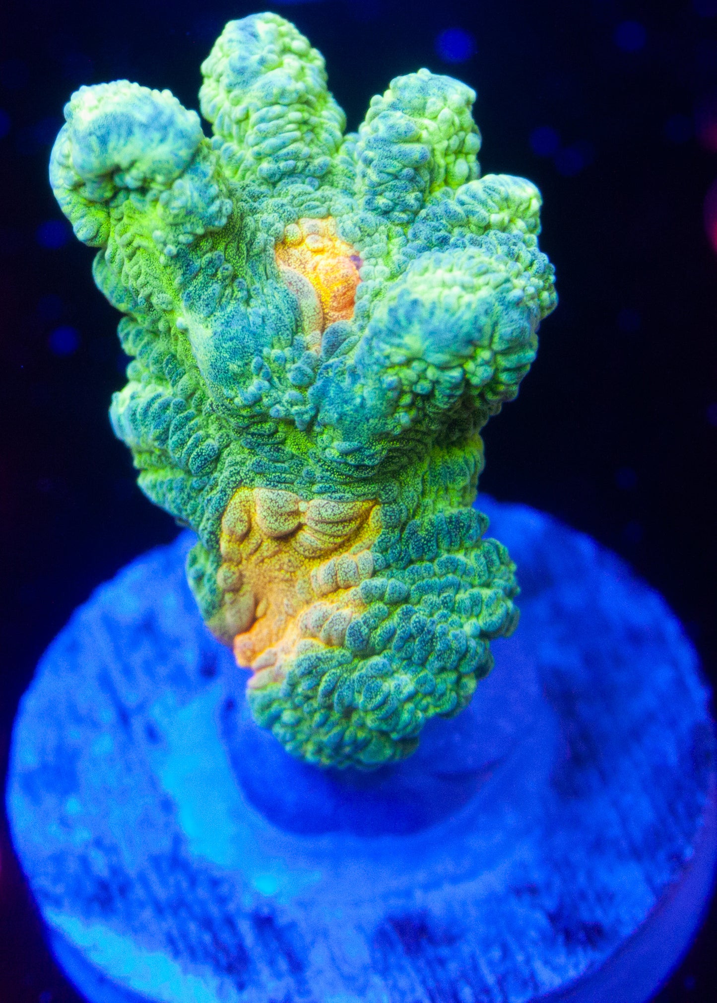 Space Invader Pectinia