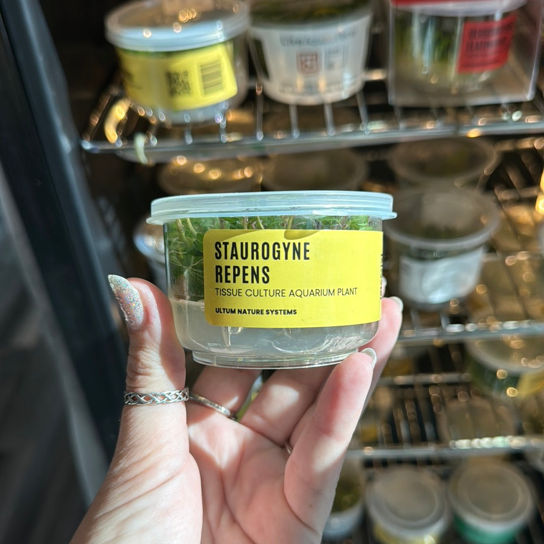 Staurogyne Repens Tissue Culture