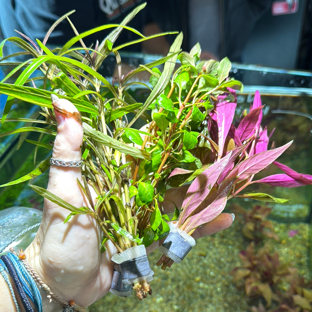 Assorted Stem Plant Mystery Pack