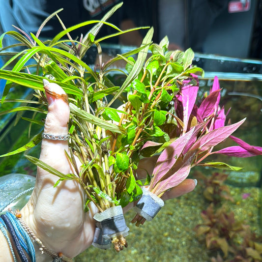 Assorted Stem Plant Mystery Pack