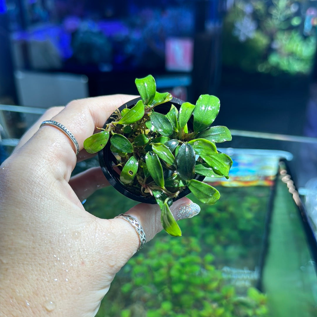 Bucephalandra Assorted Pots