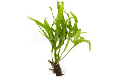 Trident Fern