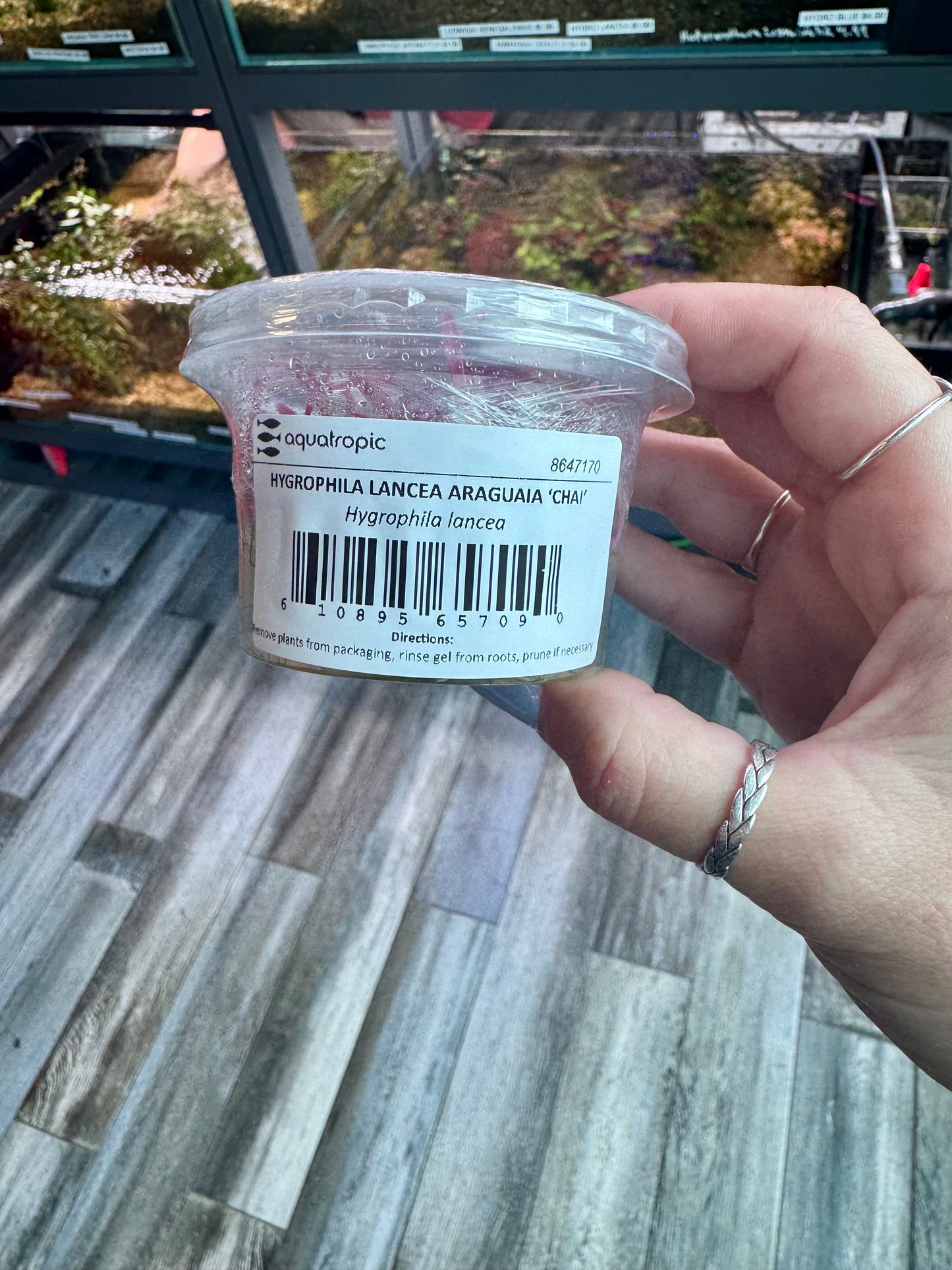 RARE! Hygrophila Lancea Araguaia “chai” Tissue Culture