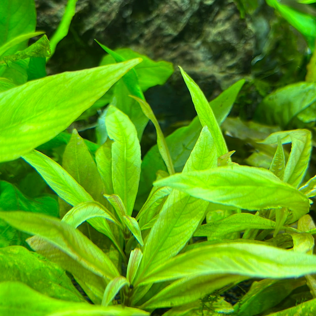 Easy Beginner Plant pack