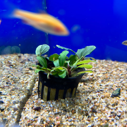 Bucephalandra Assorted Pots
