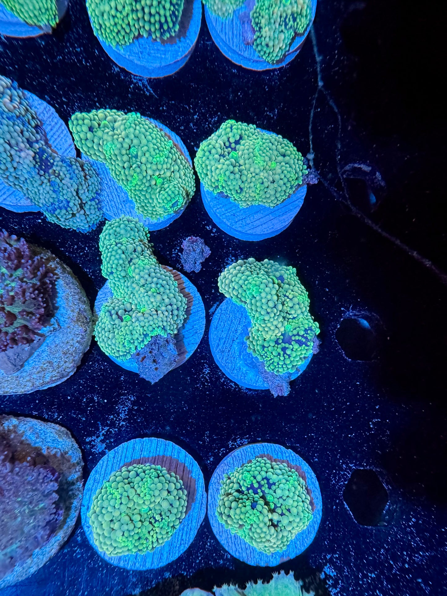 Green Ricordea Mushroom