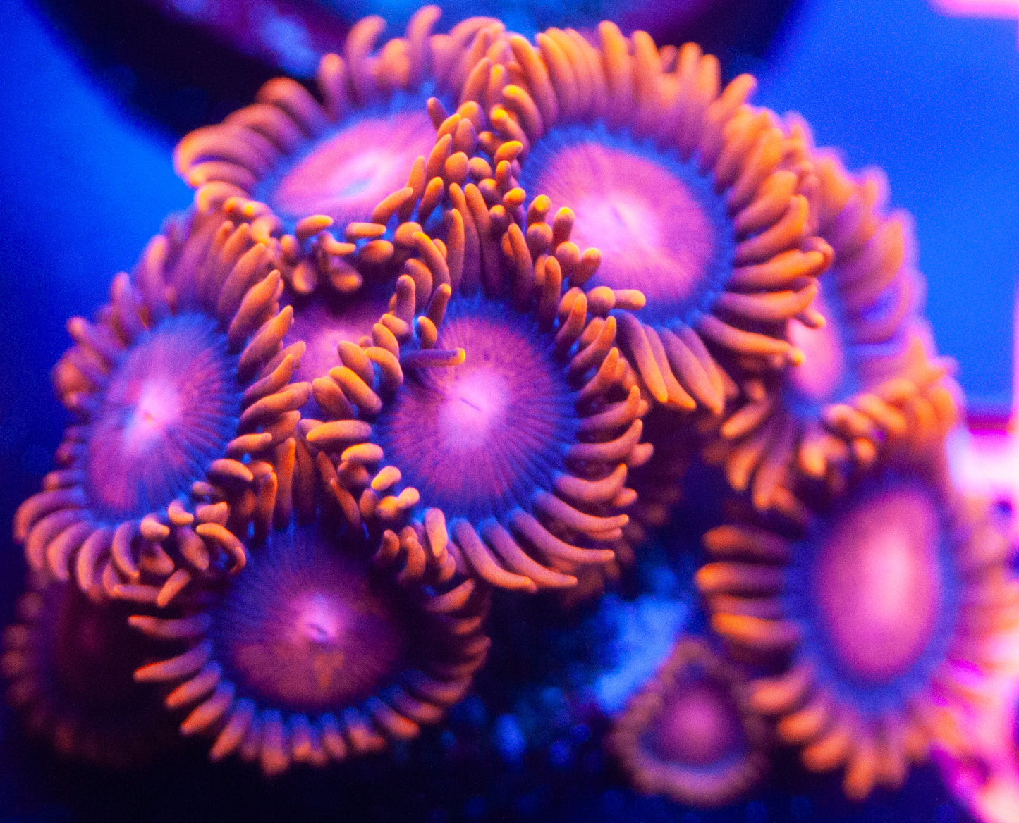 Bam Bam Zoanthids