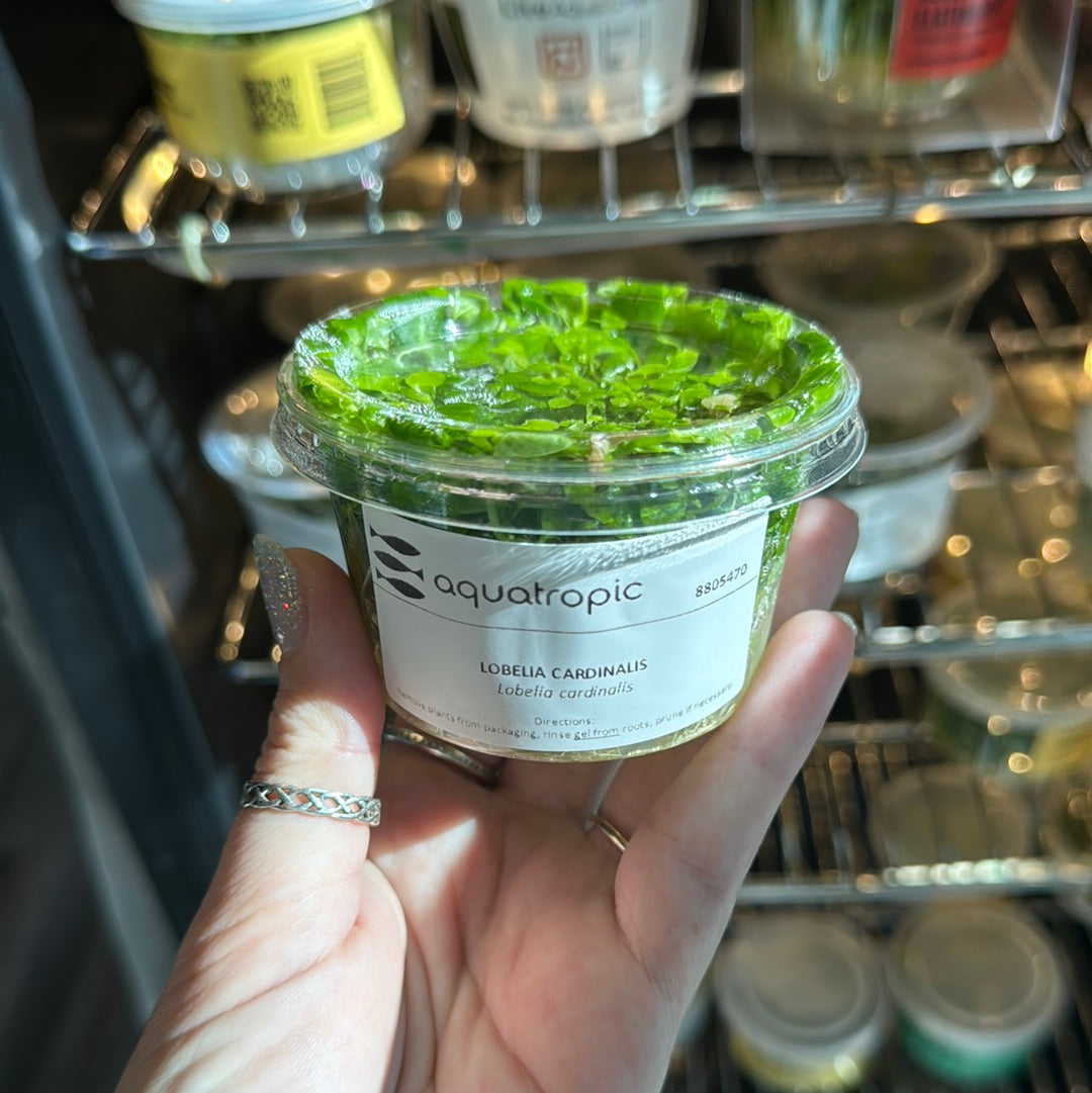 Assorted Tissue Culture Mystery Pack