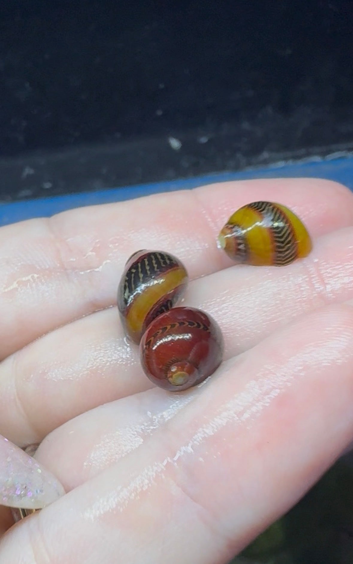 Red Racer Nerite Snail