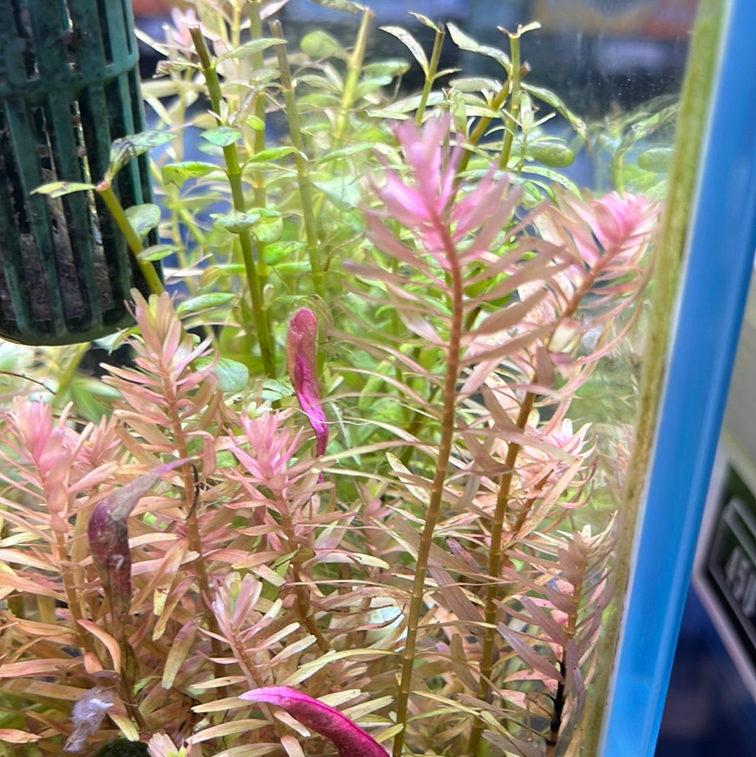 Red Plant pack