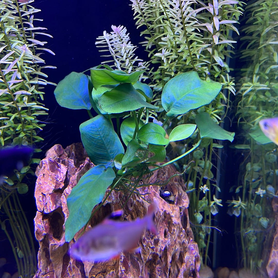Easy Beginner Plant pack