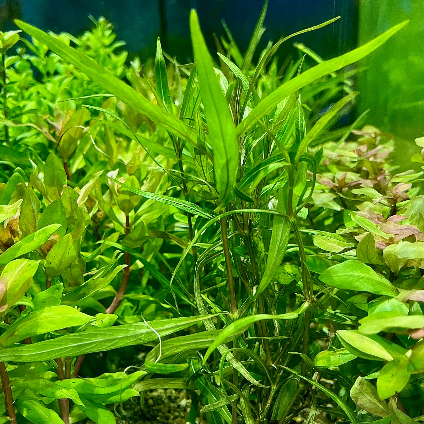 Hygrophylia araguaia