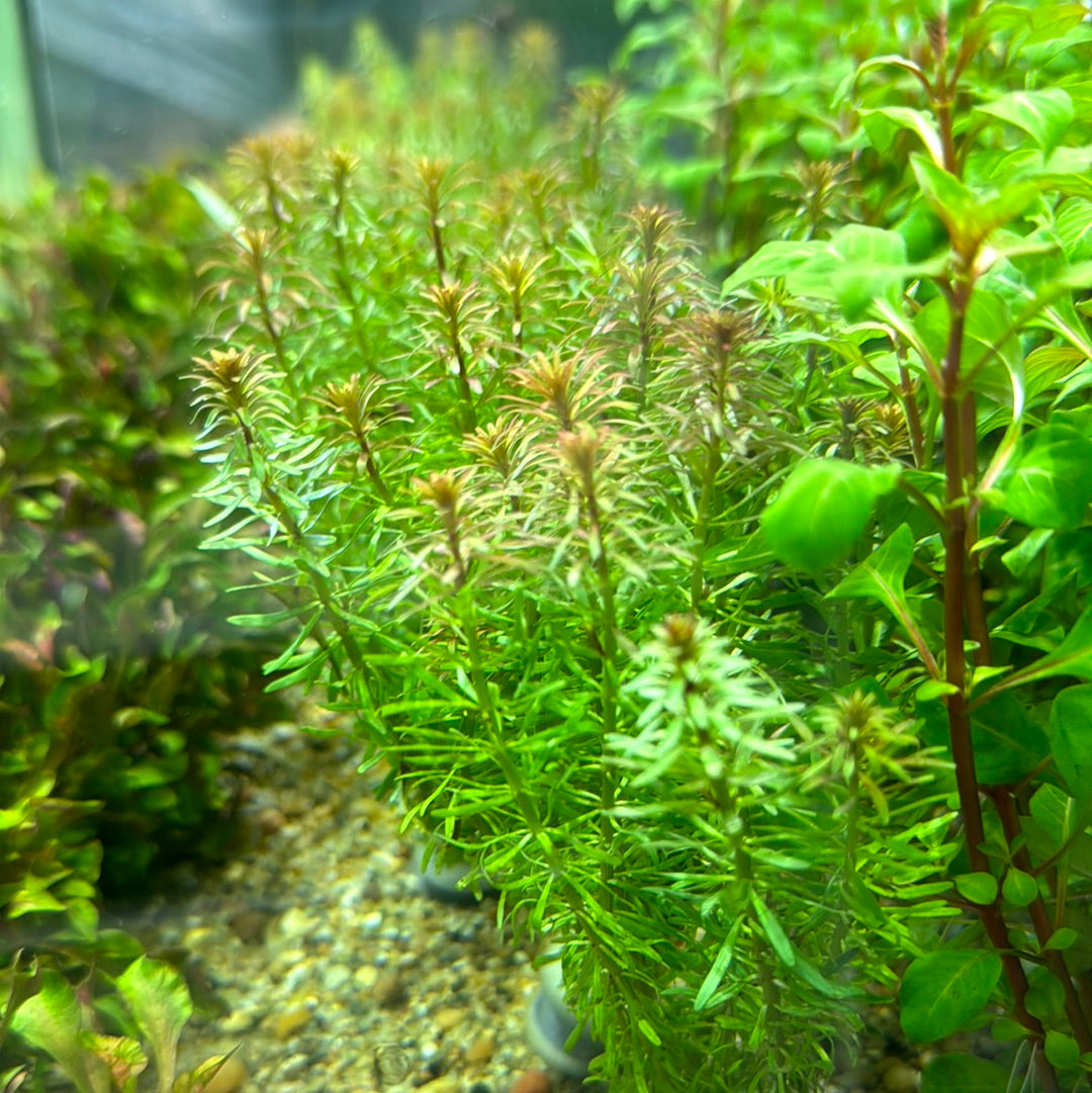 Red Plant pack