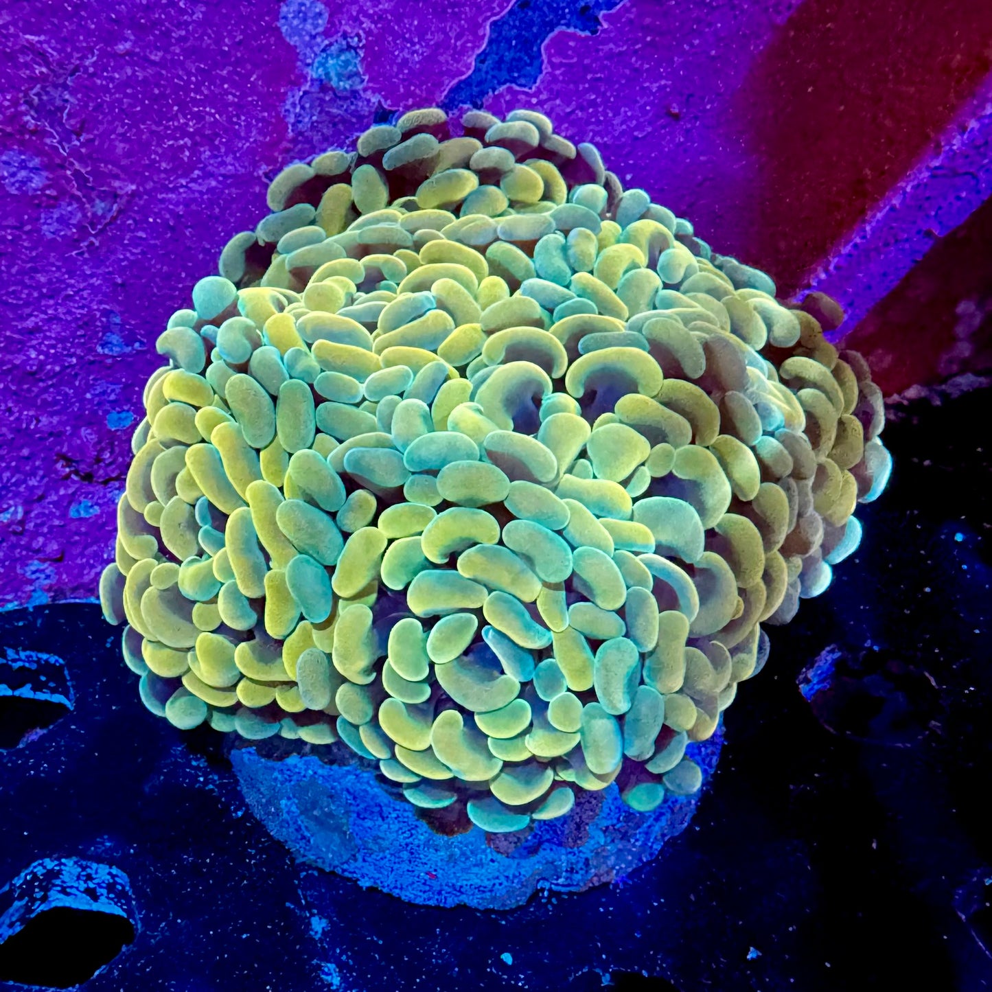 Indo Ultra Yellow Canary Hammer