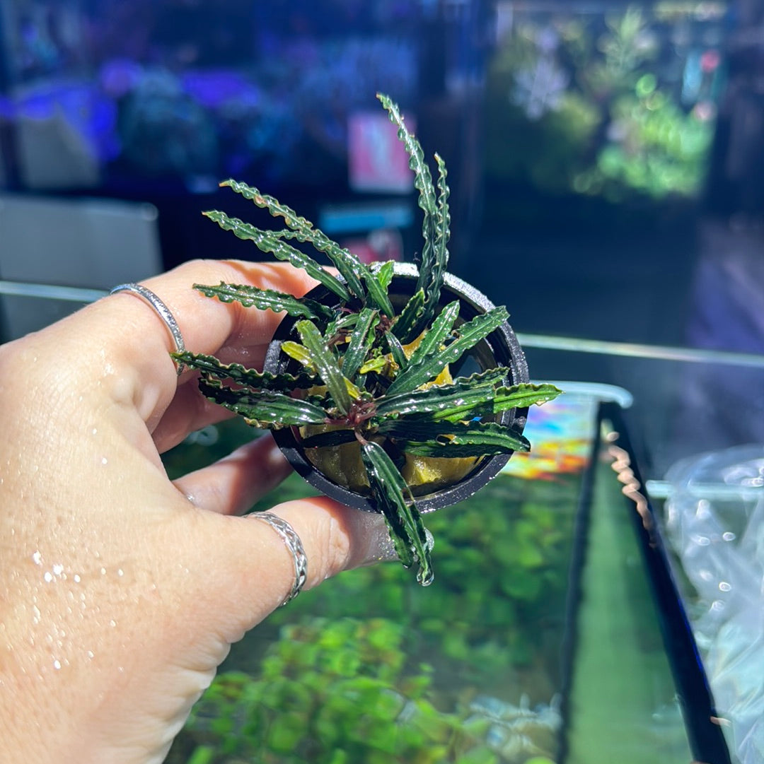 Bucephalandra Assorted Pots