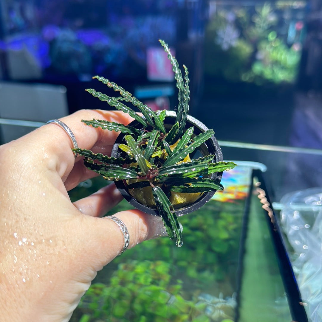 Rare! Bucephalandra Tricolor Velvet