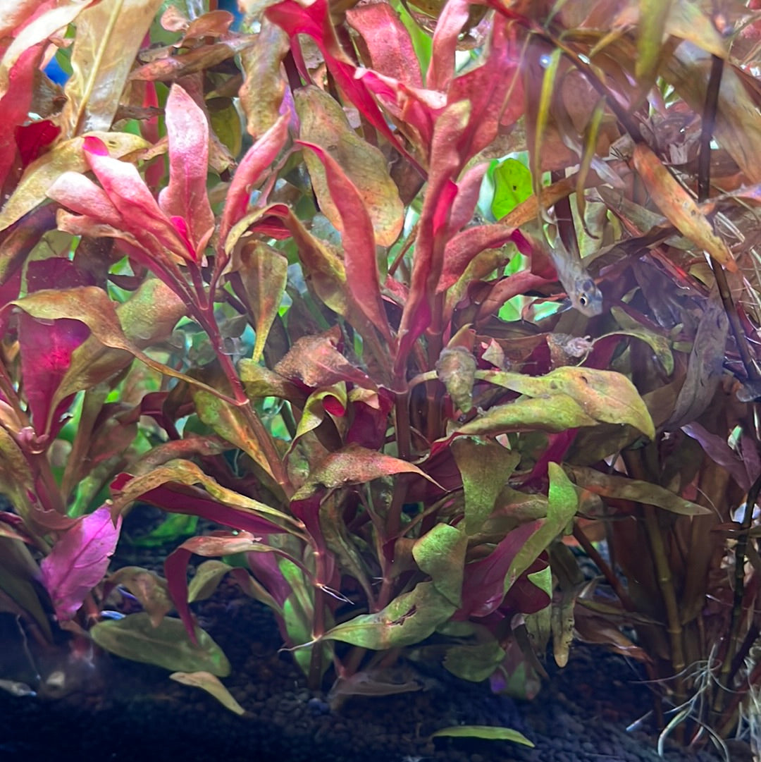 Red Plant pack